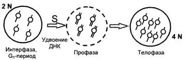 Tipuri de reproducere asexuată endomitosis to-mitoza amitosis