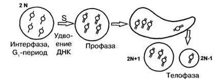 Tipuri de reproducere asexuată endomitosis to-mitoza amitosis