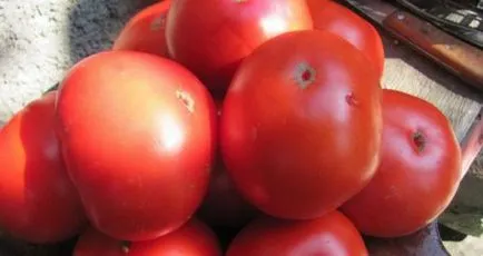 Tomate Descrierea apel veșnică a soiului, caracteristici și recenzii