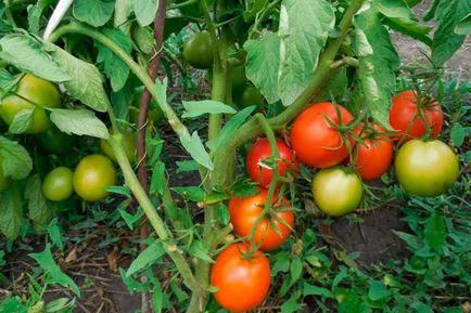 Tomate - delicioase românesc, caracterizarea și descrierea soiului, randament, fotografie