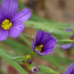 Tradescantia otthon ültetés és gondozás szaporítás dugványozással fotók virágok