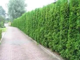 Thuja „Smaragd” leírása és ápolás