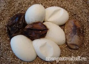 ouă clocite într-o casă sau un apartament podkidyvayut clasați ca asigurare împotriva non-plată