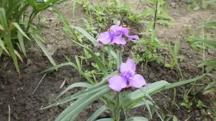 Tradescantia градина как да изберете място за кацане, както и как да се грижим