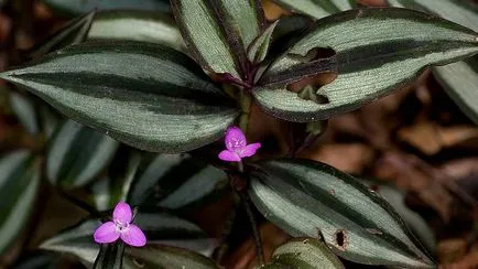 Tradescantia otthon ültetés és gondozás szaporítás dugványozással fotók virágok