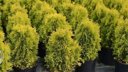 Thuja occidentalis smaragd ültetése és gondozása a fajta Arany, fehér és más