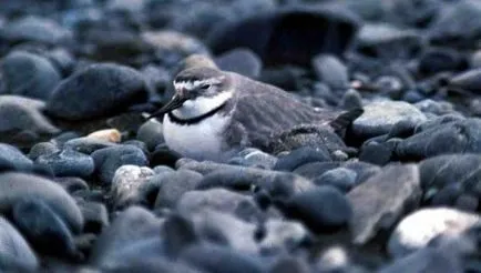 Top 10 cele mai bizare păsări cu ciocuri