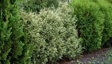 Thuja Occidentalis смарагд (Smaragd) - височината и външния вид на снимката на засаждане, грижите и болестта