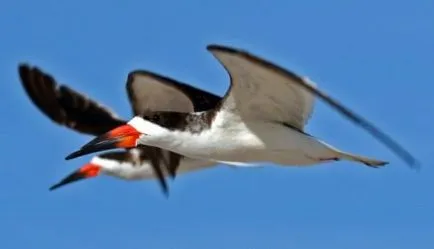 Топ 10 най-странните птици с човки