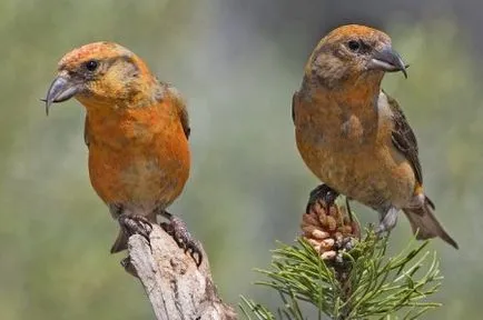Топ 10 най-странните птици с човки