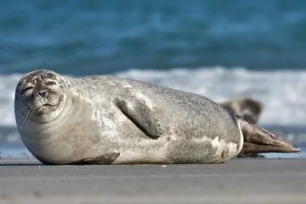 Seals, mamifere marine, fotografii, fapte interesante