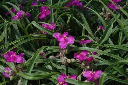 Tradescantia la plantare acasă și propagarea prin butași de îngrijire fotografii de flori