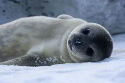 Seals, mamifere marine, fotografii, fapte interesante