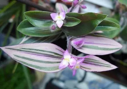 Tradescantia la plantare acasă și propagarea prin butași de îngrijire fotografii de flori