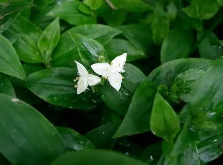 Tradescantia у дома засаждане и размножаване чрез резници грижи снимки на цветя