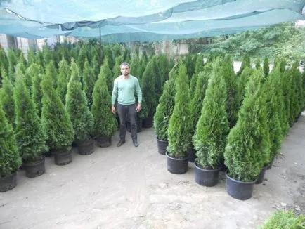 Thuja occidentalis plantare smarald și de îngrijire a soiurilor de aur, alb și alte