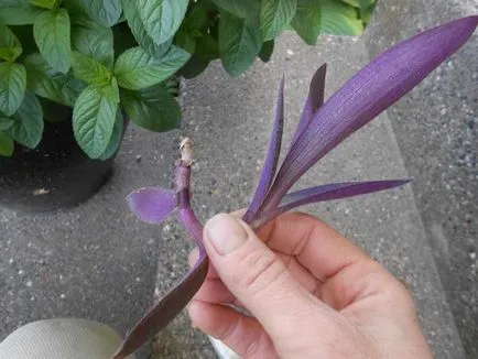 Tradescantia la plantare acasă și propagarea prin butași de îngrijire fotografii de flori