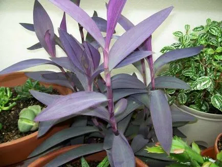 Tradescantia la plantare acasă și propagarea prin butași de îngrijire fotografii de flori