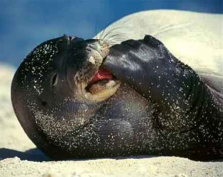 Seals, mamifere marine, fotografii, fapte interesante