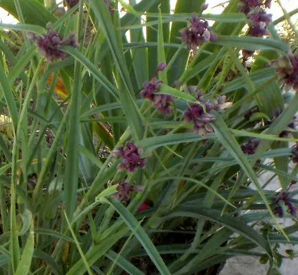 Tradescantia kerti hogyan válasszuk ki a leszállóhelyet, és hogyan kell gondozni