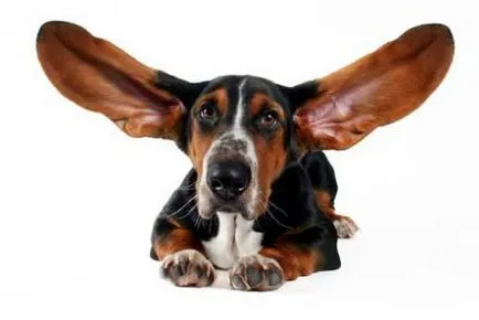 Acarienii urechii la câini complicații, tratamentul, prevenirea