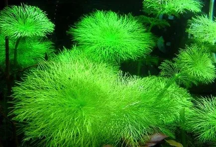 Торове за аквариумни растения със собствените си ръце - настоящите правила