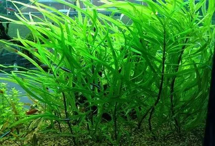 Торове за аквариумни растения със собствените си ръце - настоящите правила
