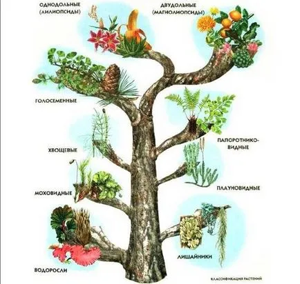 Lecția 34 conceptul de clasificare a plantelor, platforma de conținut