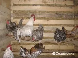 Condiții de găini - selyanochka - portal pentru agricultori, agricultură, creșterea animalelor,