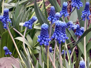 Грижа Muscari препарат пружина Muscari за засаждане; Muscari след цъфтежа