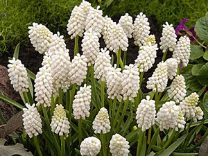 Грижа Muscari препарат пружина Muscari за засаждане; Muscari след цъфтежа