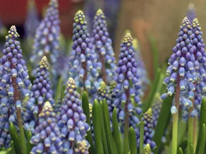 Грижа Muscari препарат пружина Muscari за засаждане; Muscari след цъфтежа