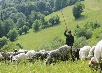 Грижа за овце