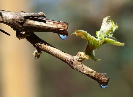 Grija pentru prelucrarea strugurilor în primăvară, jartieră, tăiere, udare, fertilizare, foto, video