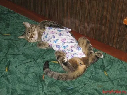 macska érdekel érzéstelenítés után, a Szfinx