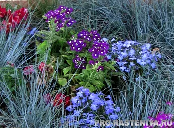 Verbena (vasfű hibrid - fotó)