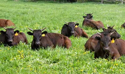 Wagyu (Wagyu) - marmorat delicatețe carne de vită Kobe japoneze caracteristici vacă friptură