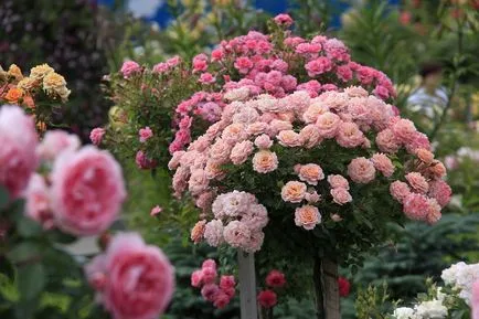 Függőleges kertészeti és hegymászó rózsa