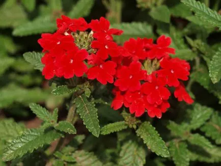 Verbena reproducere hibrid, reproducere