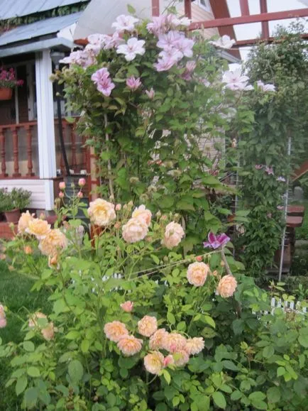 Függőleges kertészeti és hegymászó rózsa