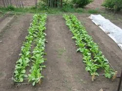 Cultivarea daikon