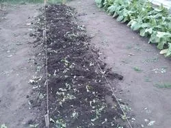 Cultivarea daikon