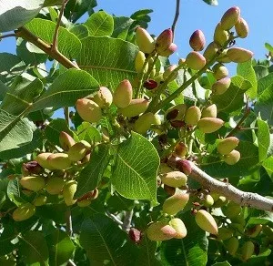 Отглеждането на шам-фъстъци в Украйна