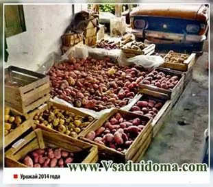Cultivarea cartofi din regiunea Chelyabinsk - îngrijire și soiuri, site-ul de grădină, cabana și plante de apartament