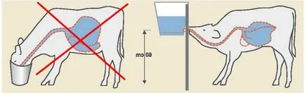 Хранене схема телета мляко, предимства и недостатъци