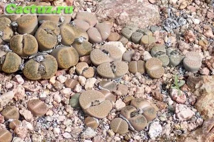 Отглеждане от семена Lithops