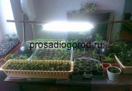 Отглеждане на домати на перваза на прозореца в селекцията на зимните сортове и грижа, фото и видео
