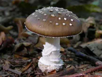 Tipuri de agaric fotografii de ciuperci și aspectul exterior