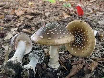 Tipuri de agaric fotografii de ciuperci și aspectul exterior