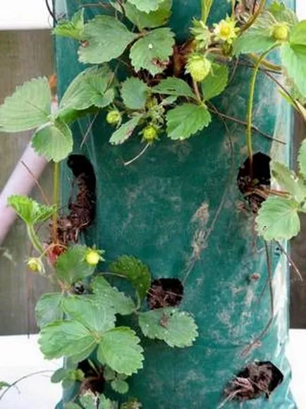 Cultivarea plantelor de căpșun în saci